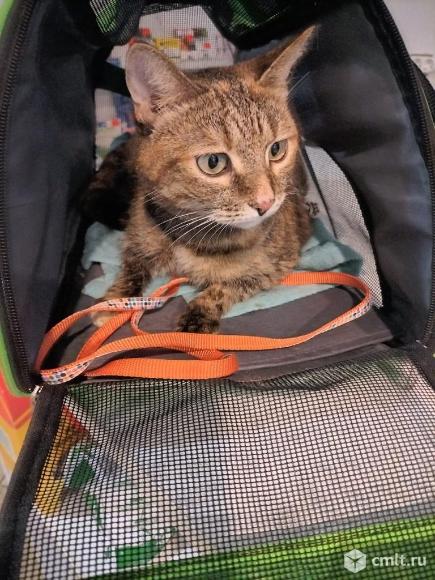 Кошка Феня ищет дом. Фото 1.