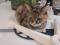 Кошка Феня ищет дом. Фото 2.