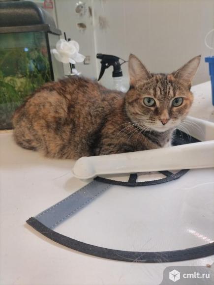 Кошка Феня ищет дом. Фото 4.