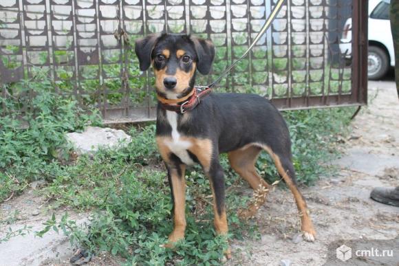 Собачка Джесси ищет дом. Фото 1.