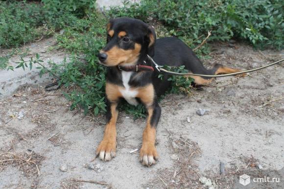 Собачка Джесси ищет дом. Фото 4.