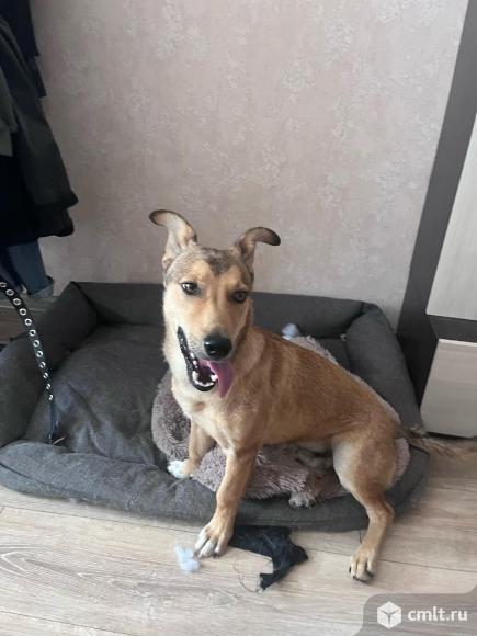 Пес Жоржик ищет дом. Фото 1.