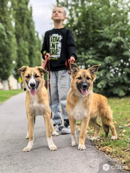 Собачки ищут дом. Фото 1.