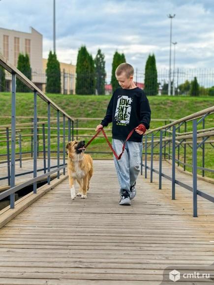 Собачки ищут дом. Фото 5.