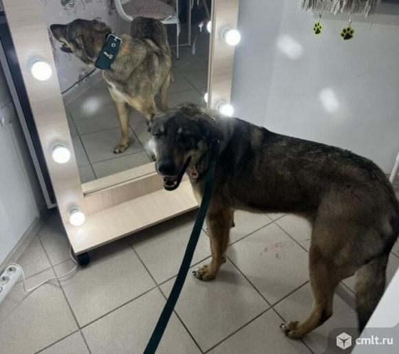 Собака Боня. Фото 1.