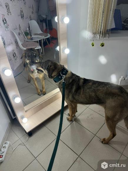 Собака Боня. Фото 4.