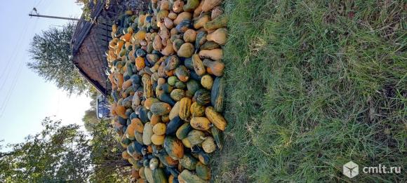 Продажа тыквы. Фото 1.