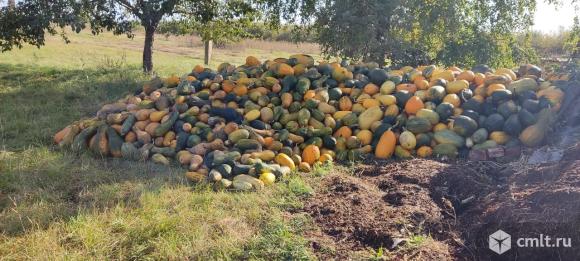 Продажа тыквы. Фото 2.