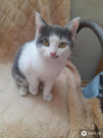 Котика - в добрые руки. Фото 1.