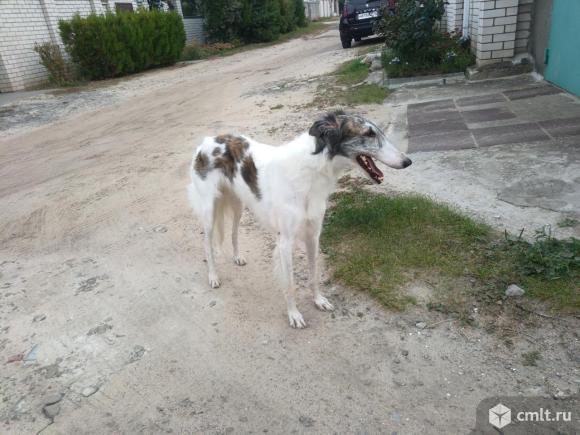 Найдена борзая в поселке 1 мая. Фото 1.
