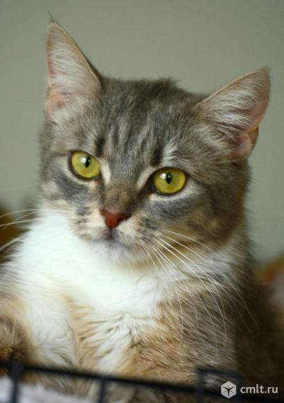 Молодая кошечка в добрые руки. Фото 1.