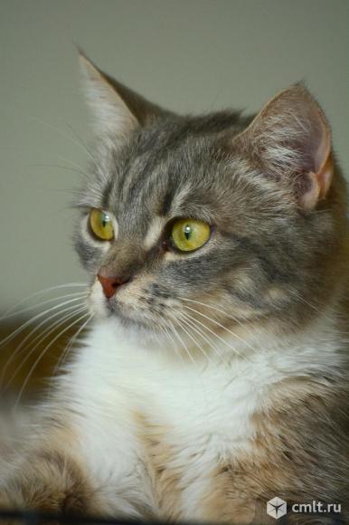 Молодая кошечка в добрые руки. Фото 3.