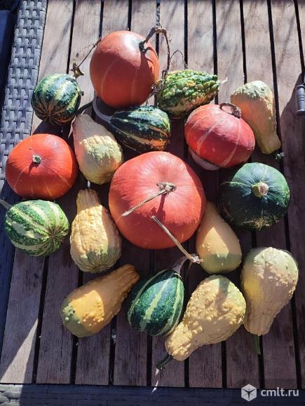 Тыква декоративная. Фото 1.