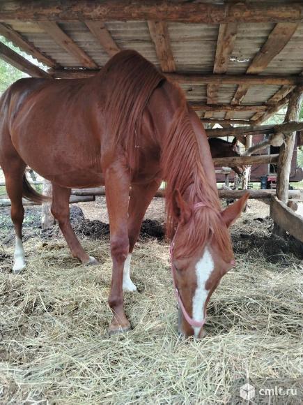 Кабыла. Фото 1.