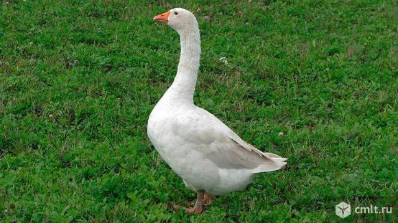 гуси на мясо. Фото 1.