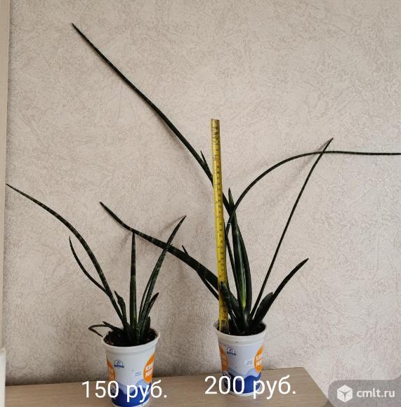 Сансиверия Цилиндрика. Фото 2.