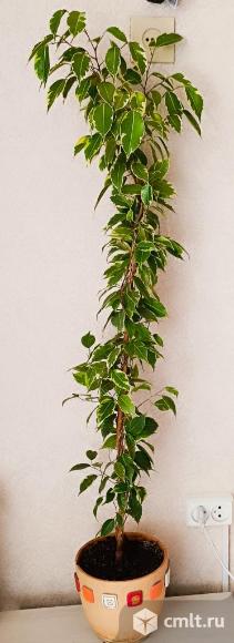 Фикус Бенджамина. Фото 1.