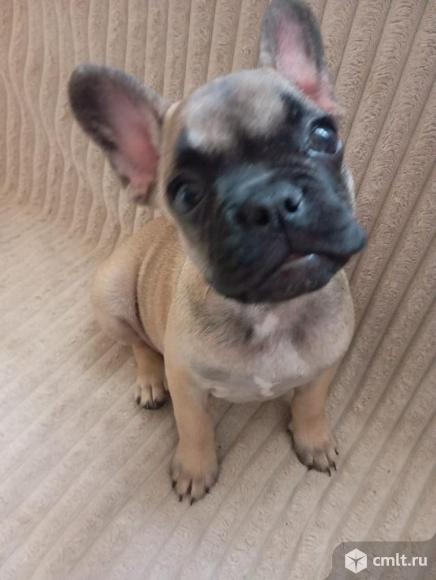 Пропал щенок. Фото 1.