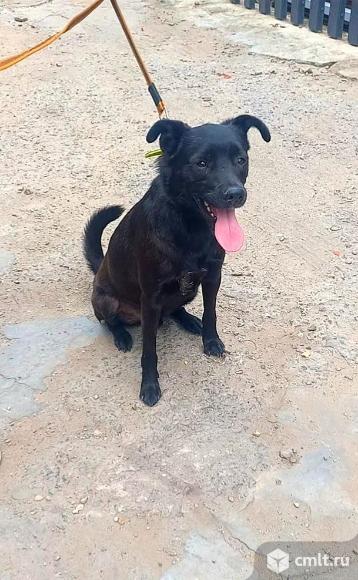 Молодой пес ищет дом. Фото 1.