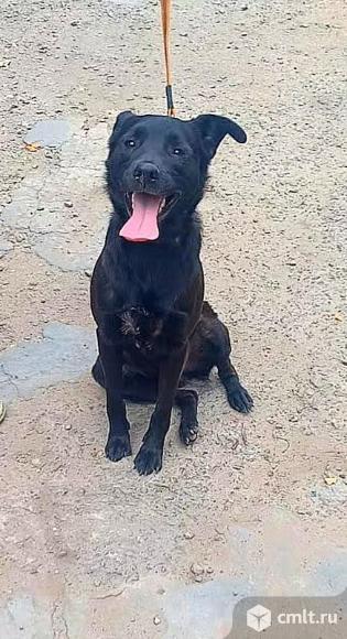 Молодой пес ищет дом. Фото 4.