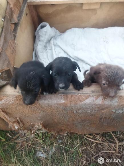 Щенки в добрые руки. Фото 1.