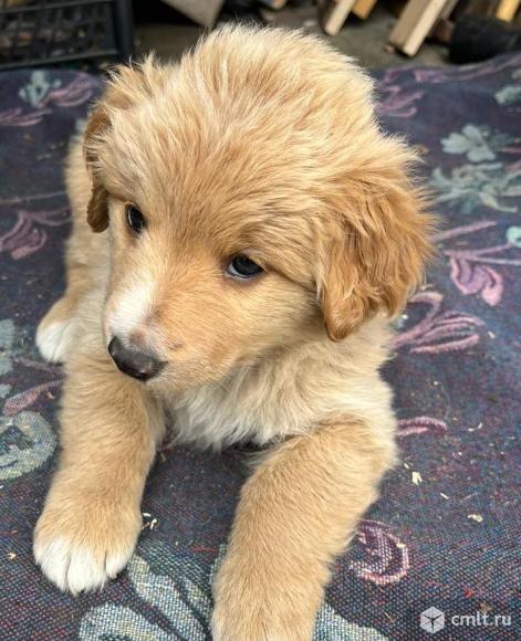 Отдам щенка в добрые руки. Фото 1.