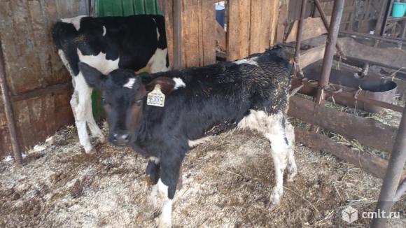 Бычки телочки. Фото 1.