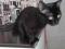 Молодая кошка черного окраса. Фото 2.