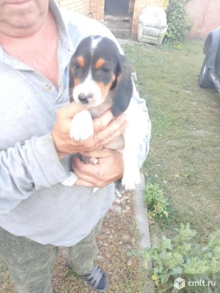 Гончей эстонской щенки, 1.5 мес., 2 мальчика, 1 девочка. Фото 2.