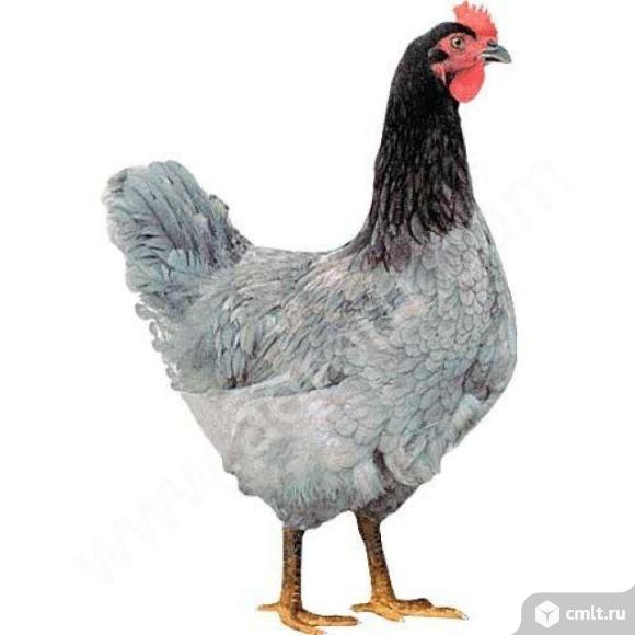 Куры доминант голубая. Фото 1.