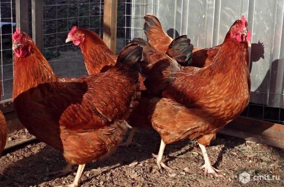 Цветной бройлер. Фото 1.