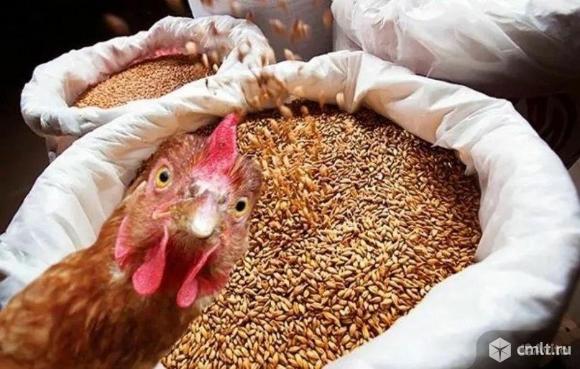 Гранулированный комбикорм для с/х птиц.. Фото 1.