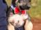 Милейшие щенки в добрые руки. Фото 3.