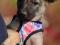 Милейшие щенки в добрые руки. Фото 8.