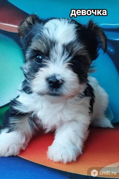 Щенки бивер. Фото 1.