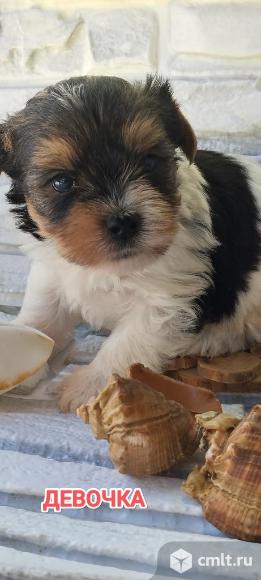 Щенки бивер. Фото 8.