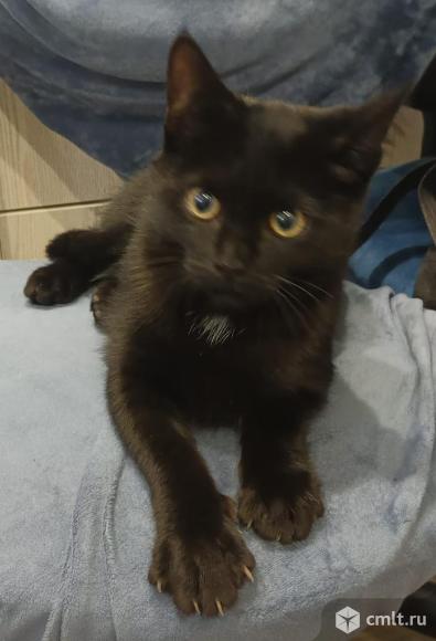 Продаётся бурманский котёнок. Фото 1.