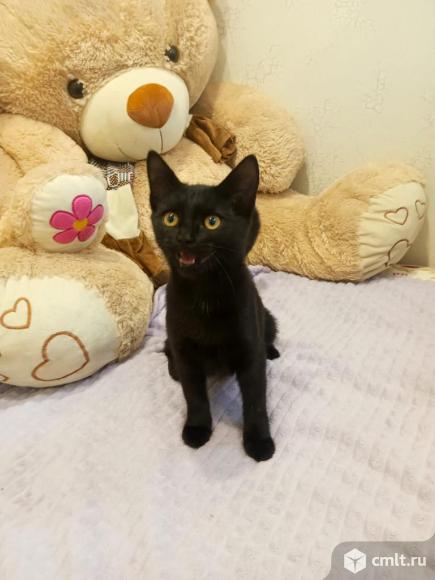 Продаётся бурманский котёнок. Фото 2.