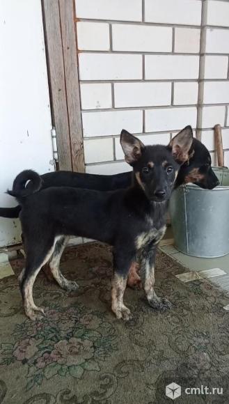 Марго и Джек ищут дом. Фото 1.