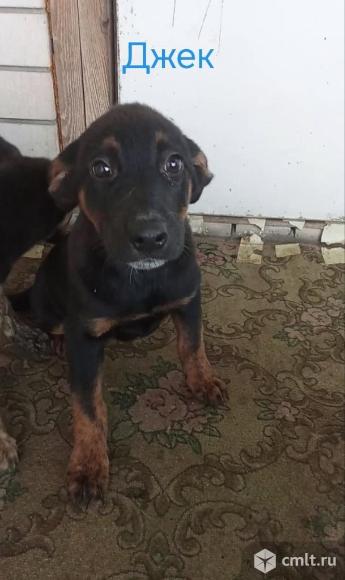 Марго и Джек ищут дом. Фото 5.