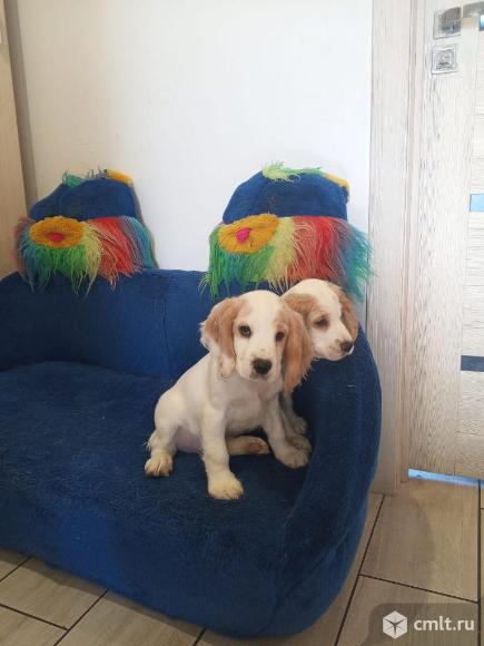 Продам щенков русского охотничьего спаниеля. Фото 1.