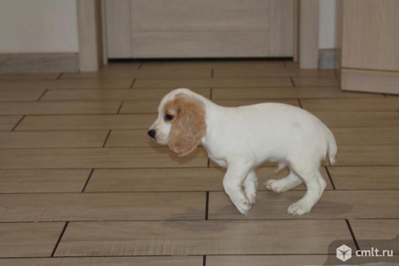 Продам щенков русского охотничьего спаниеля. Фото 4.