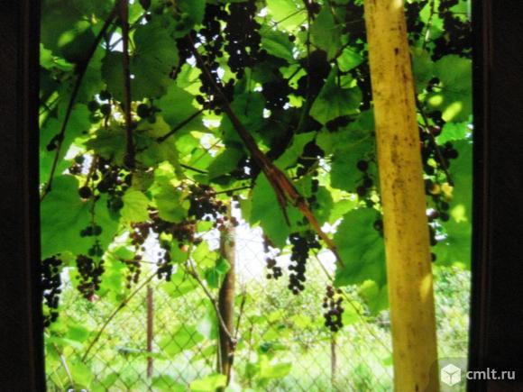 Виноград Изабелла на вино. Фото 1.
