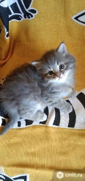 Пушистики ищут хозяина.. Фото 1.