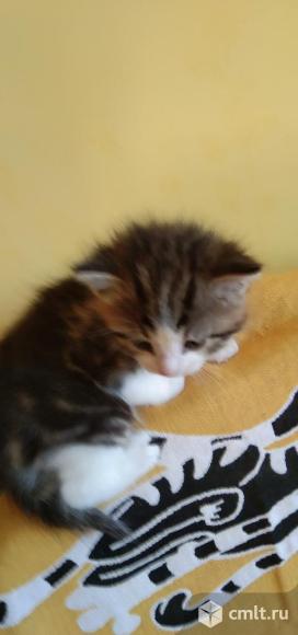 Пушистики ищут хозяина.. Фото 3.
