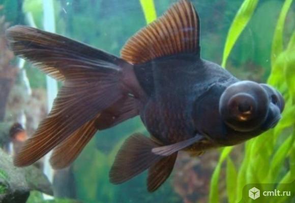 Куплю рыбку телескоп. Фото 1.