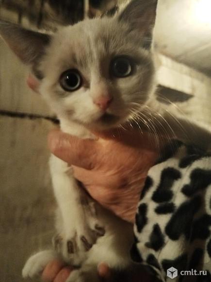 Отдам котят. Фото 2.