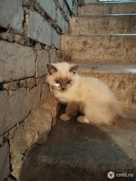 Отдам котят. Фото 1.