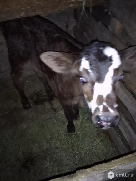 Домашний бычок. Фото 1.