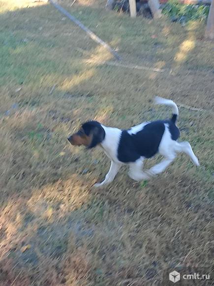 Гончей эстонской щенки, 1.5 мес., 2 мальчика, 1 девочка. Фото 1.